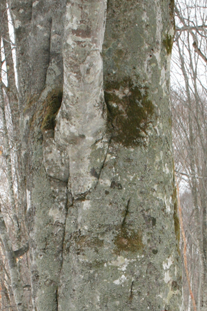 IMG_2437.1
